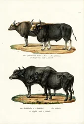 Gaur, 1824